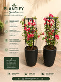 Promotional graphic for Plantify Garden showing two potted flowering plants with pink blossoms and black trellis supports, set against a warm beige wall and tiled floor. Text highlights product benefits such as premium quality plants, indoor/outdoor suitability, easy maintenance, and natural space enhancement.