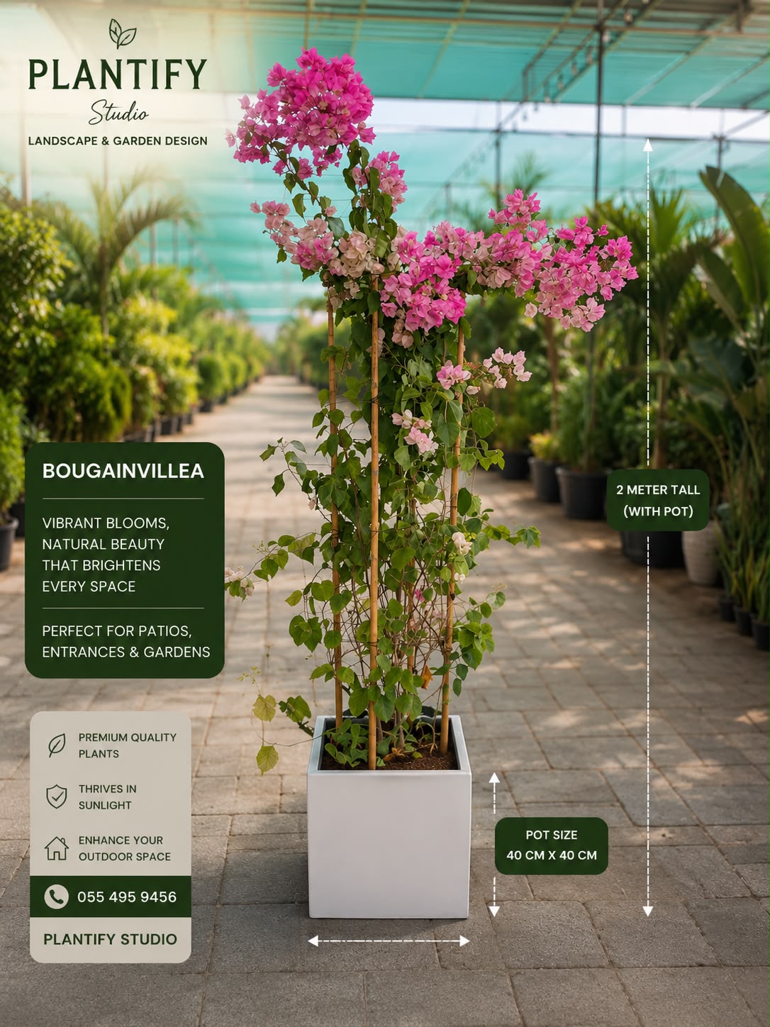A potted bougainvillea plant with bright pink flowers displayed in a greenhouse aisle. The image includes product text overlays detailing the plant's features, pot size (40 cm x 40 cm), and height (2 meter tall), along with the brand 'Plantify Studio'.