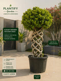 A potted topiary-style greenery plant with a twisted wooden cane trellis and dense rounded green foliage, shown in a real patio/garden setting. The image includes Plantify Garden branding, text callouts about the plant being 2 meter tall from ground up and pot width 45 cm, and marketing copy for elegant greenery for every space.