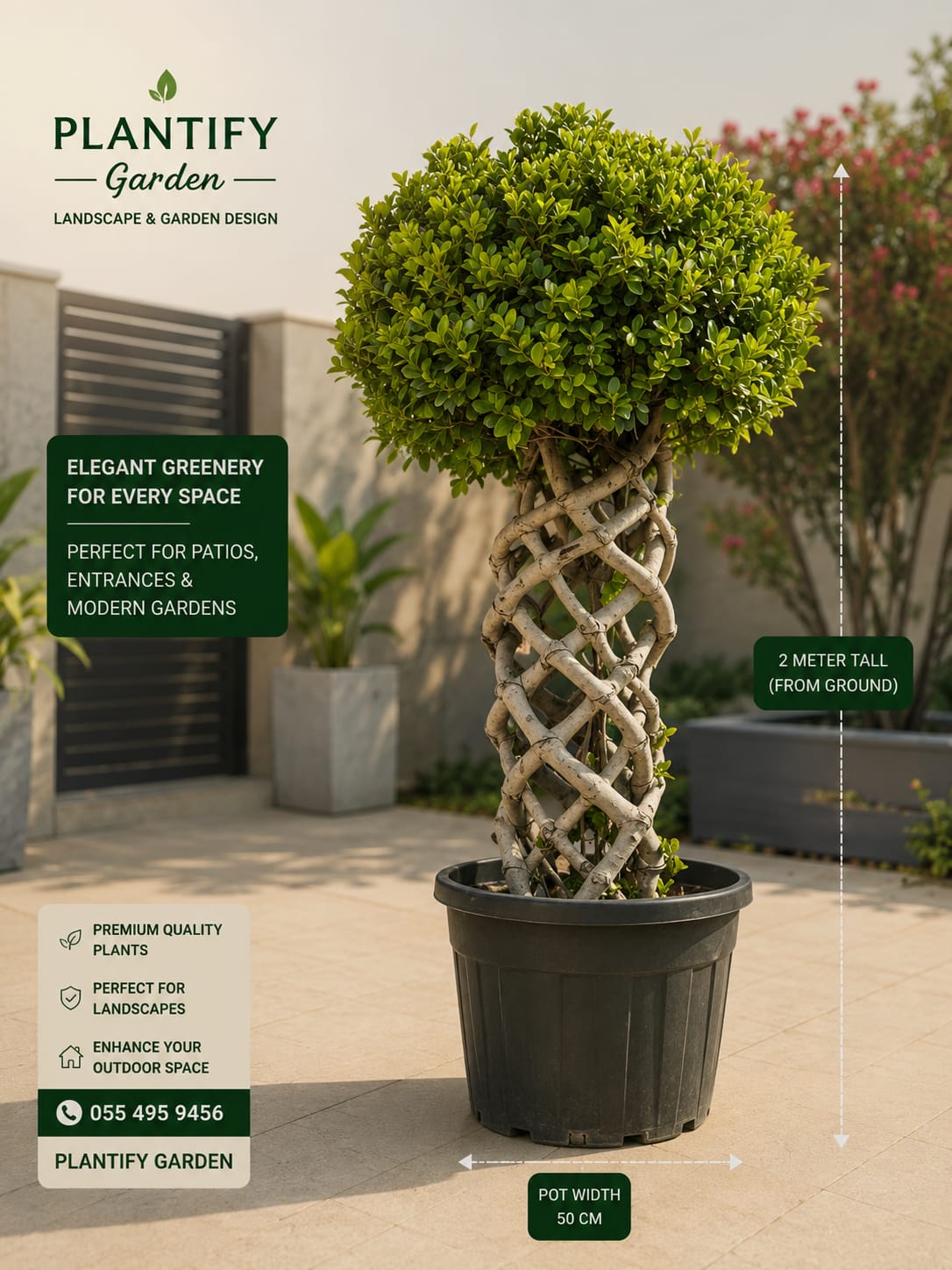 A potted topiary-style greenery plant with a twisted wooden cane trellis and dense rounded green foliage, shown in a real patio/garden setting. The image includes Plantify Garden branding, text callouts about the plant being 2 meter tall from ground up and pot width 45 cm, and marketing copy for elegant greenery for every space.