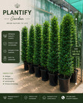 A promotional graphic for Plantify Garden showing a row of tall, dense, conical potted topiary-style plants in black pots on a patio. The image includes marketing text, icons, and a size callout indicating 1.