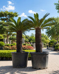 Premium Cycas Palm (Sago Palm) | Luxury Outdoor Tropical Palm Tree