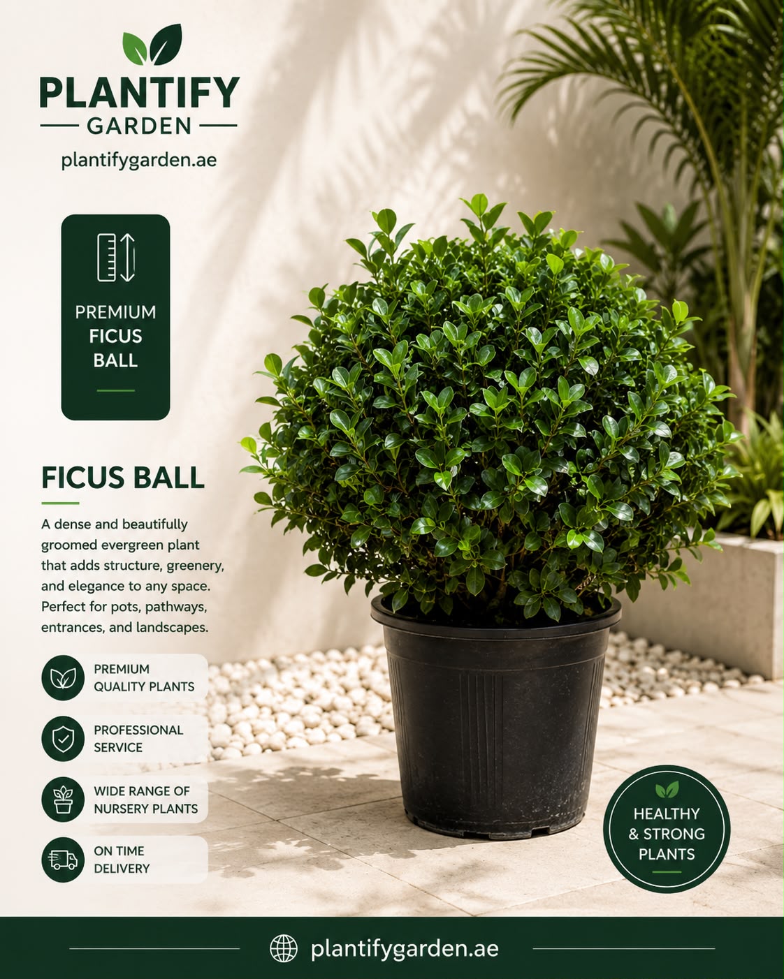 A potted ficus ball plant shown in a black nursery pot on a patio, with promotional text and branding for Plantify Garden. The image includes product details, care icons, and a badge stating healthy and strong plants.