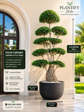 A professionally styled product listing graphic for a ficus topiary bonsai tree. The tree is shown in a large black pot against a beige stucco wall with an arched window on the left.