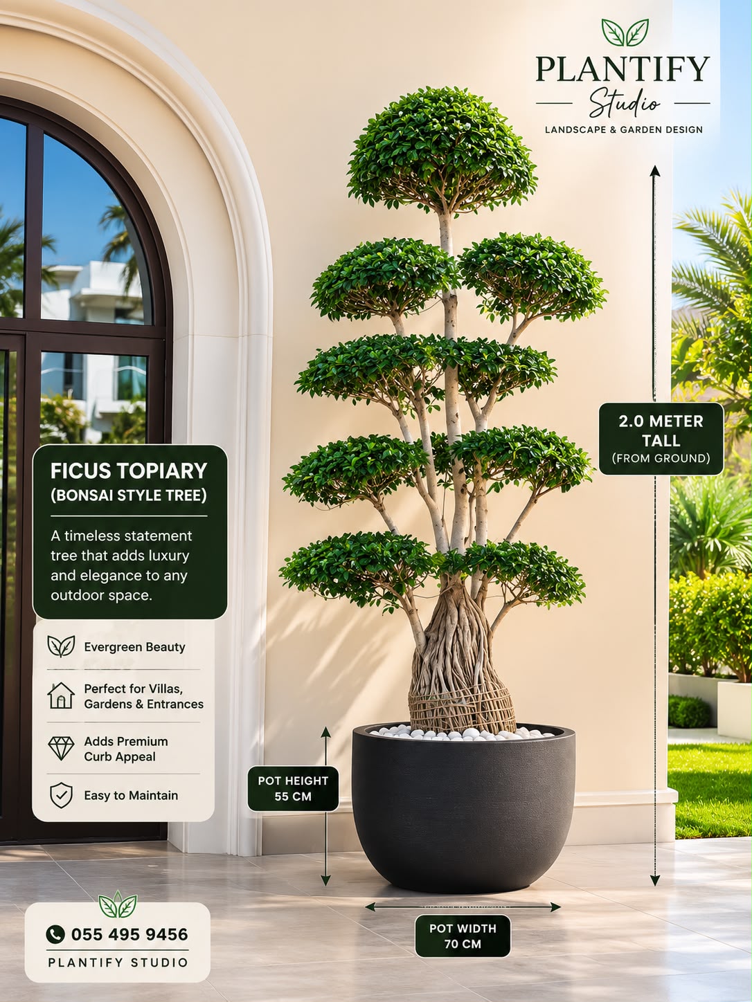 A professionally styled product listing graphic for a ficus topiary bonsai tree. The tree is shown in a large black pot against a beige stucco wall with an arched window on the left.