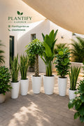 A row of potted houseplants arranged outdoors on a paved patio in front of a white building under a beige canopy. The plants include tall green foliage and snake plants in large white cylindrical pots.
