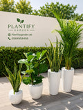 Four tall white planter pots with green houseplants arranged on a paved patio in front of a white branded wall that reads Plantify Garden.