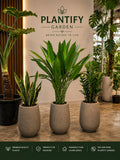 Three potted indoor plants in round textured gray pots displayed in front of a white wall with the Plantify Garden logo. The scene includes other green plants and a dark green banner at the bottom with product features.