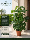 A potted Monstera plant displayed on a porch with promotional text overlays for Plantify Garden, including size information and product details.