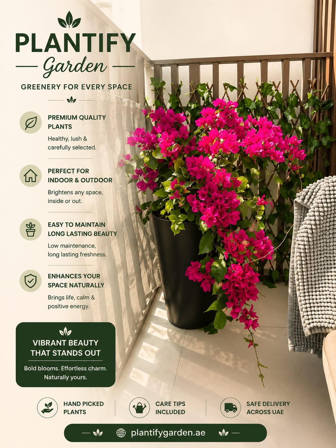 Promotional graphic for Plantify Garden featuring a large black planter overflowing with bright magenta bougainvillea flowers in an indoor balcony setting. The left side contains text selling points and care tips, while the right side shows the live plant in context.