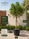 A potted plumeria tree displayed outdoors in a patio setting, with measurement callouts showing the plant height from ground and pot width/height. The image includes branding for Plantify Studio and informational text panels.