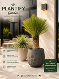 Promotional graphic for Plantify Garden featuring two potted indoor plants: a tall yucca-like plant in a dark gray geometric pot and a smaller spiky green plant in a cream ribbed pot, set against a modern patio interior background with text callouts and branding.