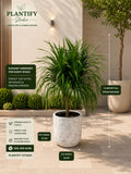 A potted green plant displayed in a modern outdoor-style setting with architectural walls and a sunlit patio floor. The plant is shown in a textured off-white ceramic pot, with measurement callouts indicating plant height, pot height, and pot width.