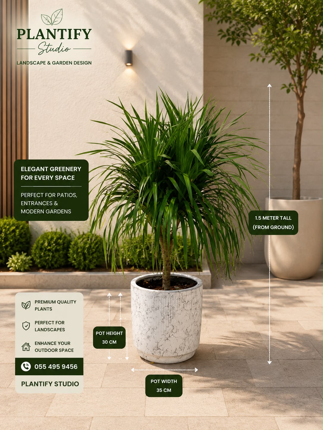 A potted green plant displayed in a modern outdoor-style setting with architectural walls and a sunlit patio floor. The plant is shown in a textured off-white ceramic pot, with measurement callouts indicating plant height, pot height, and pot width.