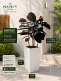 A rubber plant in a tall white rectangular planter shown in a styled outdoor patio setting with measurement callouts and product details. The plant has dark green to nearly black leaves and is labeled as Ficus Elastica by Plantify Studio.