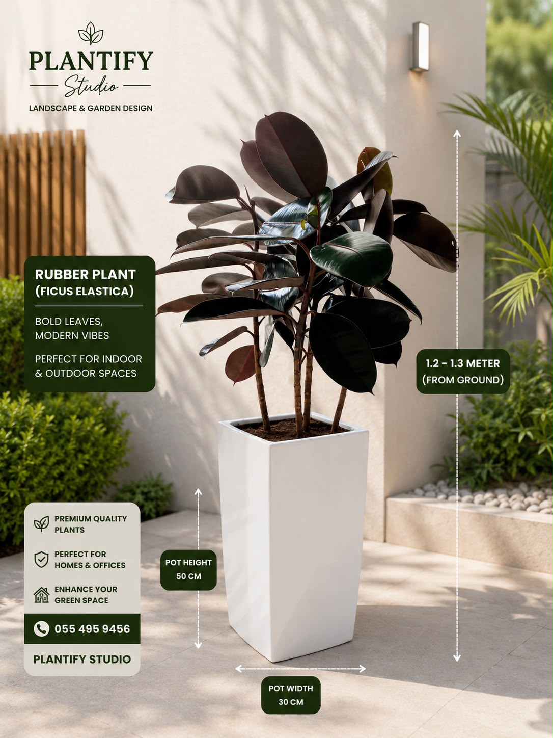 A rubber plant in a tall white rectangular planter shown in a styled outdoor patio setting with measurement callouts and product details. The plant has dark green to nearly black leaves and is labeled as Ficus Elastica by Plantify Studio.