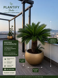 A large sago palm plant in a wide, rounded beige pot on a rooftop terrace, with overlaid dimensions showing pot height, pot width, and plant size. The Plantify Studio logo and product information are displayed on the left side.