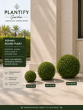 Promotional graphic for a topiary round plant by Plantify Garden, showing three green spherical trimmed plants of increasing size on a sunlit patio with height and width measurements labeled 30 x 30 cm, 45 x 45 cm, and 60 x 60 cm.