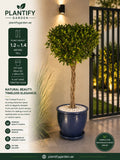 Twisted Focus artificial potted tree with a round green top and twisted trunk in a dark blue pot, shown in a garden-themed promotional graphic with product details and branding.