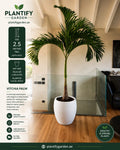 A 2.5-meter tall Vitchia palm plant in a white pot, displayed in a modern home interior next to a glass staircase railing.