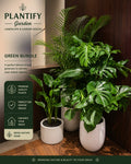 Premium indoor green bundle with Monstera and palm plants