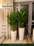 Two tall potted indoor plants in white cylindrical planters on a light wood floor, with beige curtains and glass doors behind them. Brand text 'PLANTIFY Garden' appears on the left, with feature icons and text about premium quality plants and indoor space enhancement.