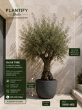 An olive tree in a large dark gray pot, set against a beige stone wall with measurement callouts showing the tree's height, pot weight, and pot width. The image includes promotional text for Plantify Studio and the price of 5500 AED.