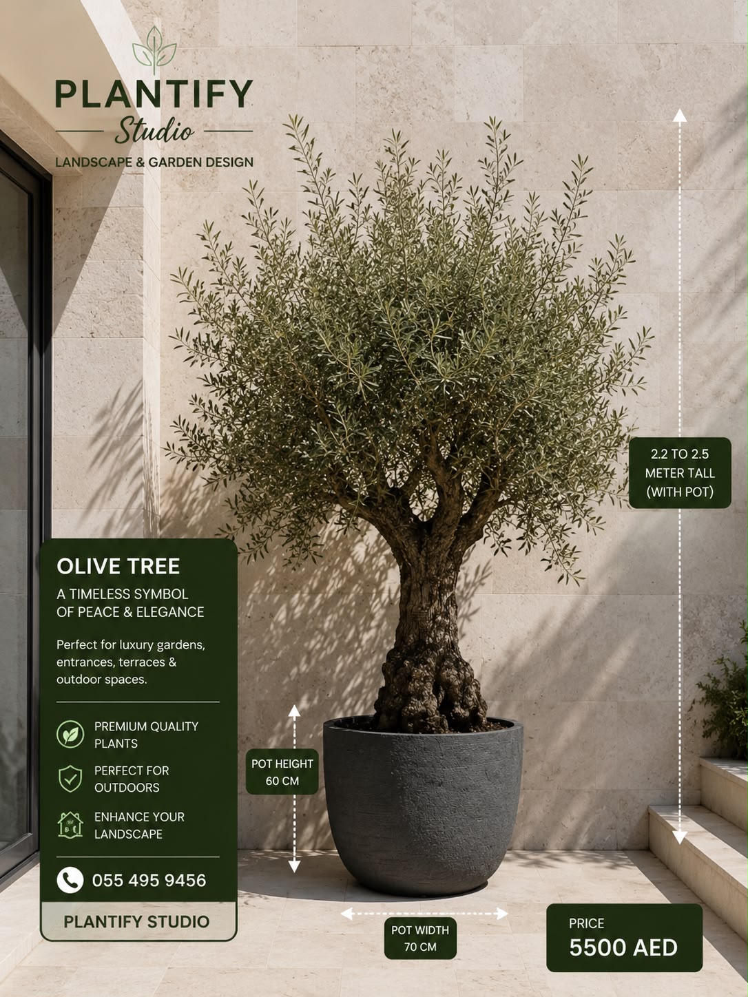 An olive tree in a large dark gray pot, set against a beige stone wall with measurement callouts showing the tree's height, pot weight, and pot width. The image includes promotional text for Plantify Studio and the price of 5500 AED.