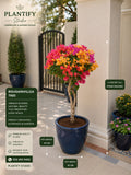 A potted bougainvillea tree with bright pink, orange, and yellow flowers displayed in a large navy blue pot on a patio. The image includes informational overlays showing pot dimensions, tree height, and product details from Plantify Studio.