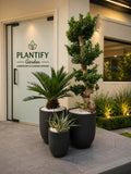 Premium outdoor potted plants in modern black planters at home entrance