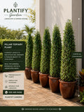 A promotional graphic for pillar topiary plants by Plantify Garden, showing five tall, neatly trimmed green trees in large brown pots lined up on a paved walkway beside a building entrance. Text overlays describe the product and include dimensions.