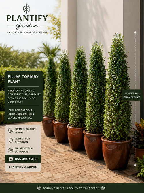 A promotional graphic for pillar topiary plants by Plantify Garden, showing five tall, neatly trimmed green trees in large brown pots lined up on a paved walkway beside a building entrance. Text overlays describe the product and include dimensions.
