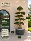 A large topiary bonsai tree in a dark round planter displayed outdoors against a beige stucco building wall, with overlaid product information and dimensions from Plantify Studio.