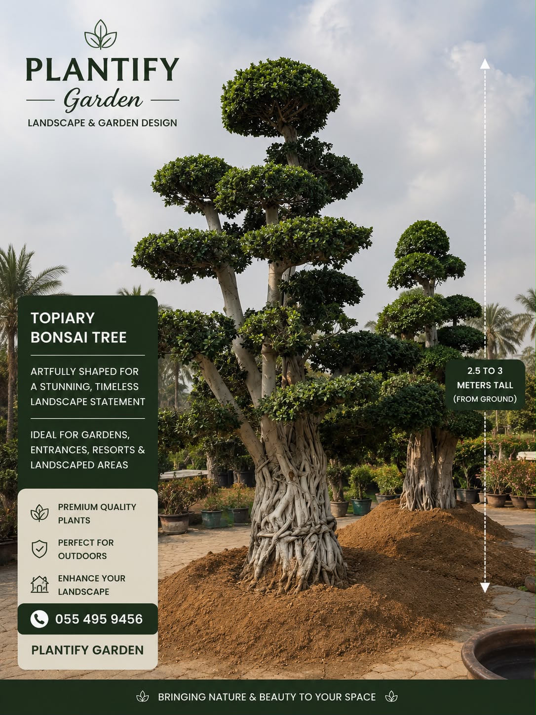 Promotional graphic for Plantify Garden showing a large, meticulously shaped topiary bonsai tree in a landscaped outdoor setting. The image includes text overlays detailing the product features, dimensions (2.