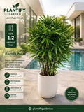 A potted raphis palm plant in a white cylindrical planter, set against a blurred background of a modern house and swimming pool. The image includes promotional text overlays from Plantify Garden detailing the plant's size and benefits.