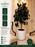 A large rubber plant in a white cylindrical pot, shown in a styled interior setting with furniture and warm lighting. The left side contains product information, dimensions, and branding for Plantify Garden, with text indicating the plant is 1.
