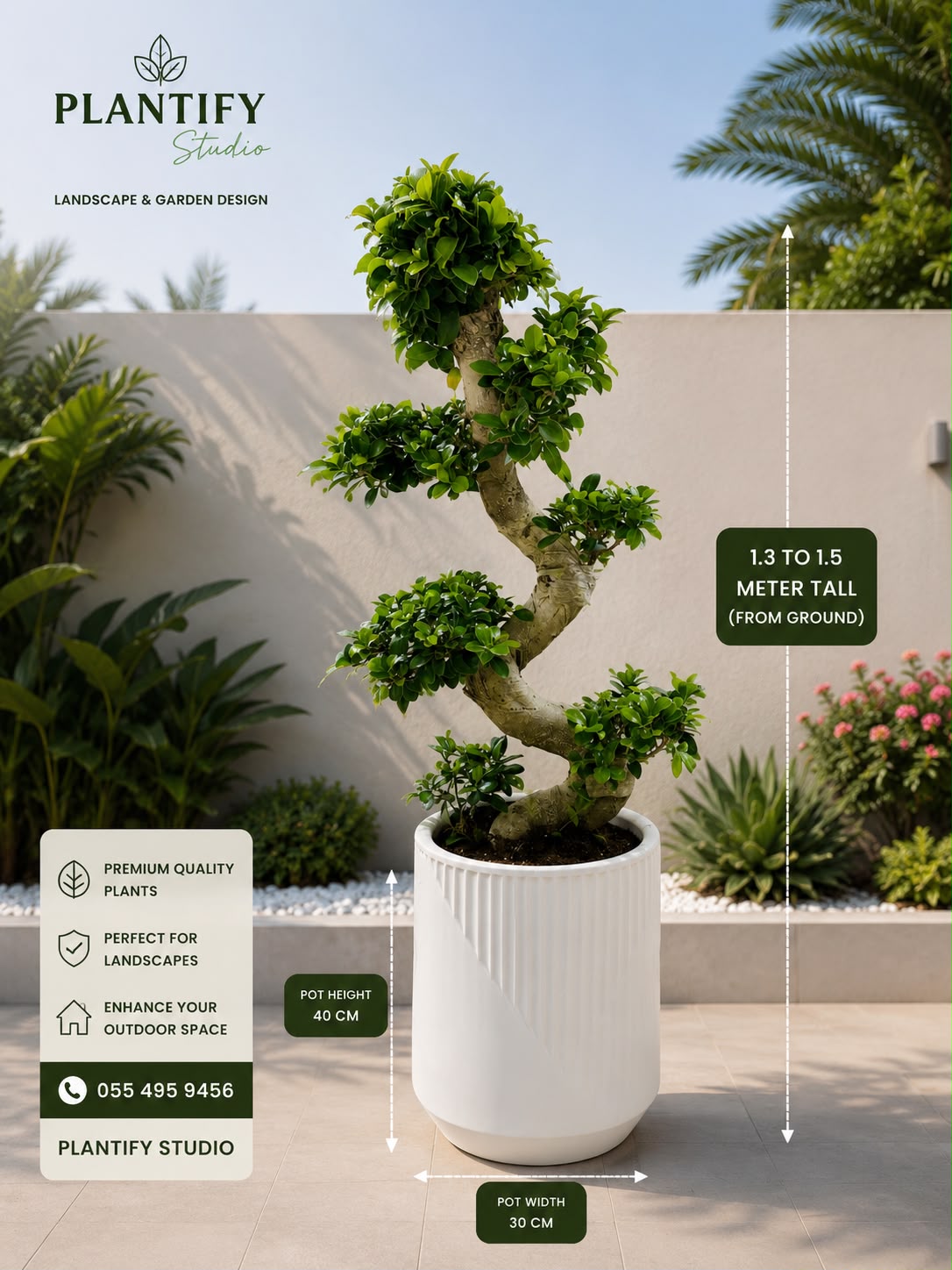 A potted bonsai-style tree with green foliage and a curved trunk, shown in a white ribbed pot on a patio with garden plants and measurement callouts. Brand text 'Plantify Studio' appears at top left, and product info boxes with dimensions are overlaid on the image.