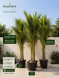 Coconut Palm Tree – Premium Tropical Outdoor Palm for Gardens, Villas & Landscaping | Plantify Studio