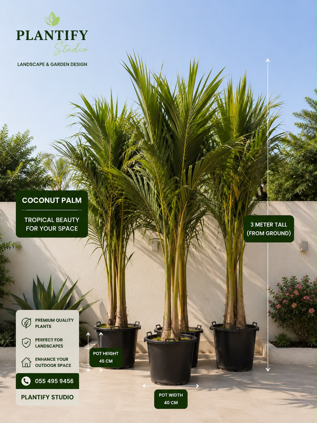 Coconut Palm Tree – Premium Tropical Outdoor Palm for Gardens, Villas & Landscaping | Plantify Studio