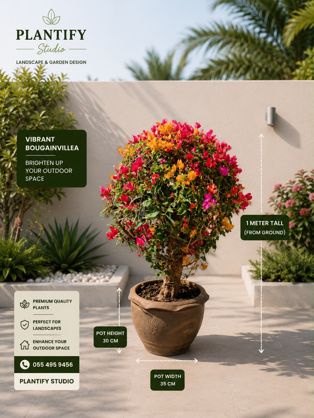 Bougainvillea Topiary Tree – Premium Flowering Outdoor Plant in Decorative Pot | Plantify Studio UAE