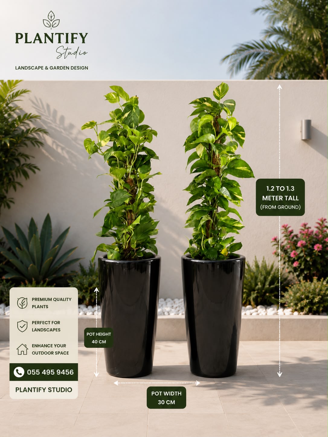 Bundle of two money plants with pot | buy fresh money plants in Dubai |UAE.