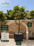 Buy Plumeria Tree [Frangipani] with pot Online UAE|Premium Flowering Tree | Plantify Studio