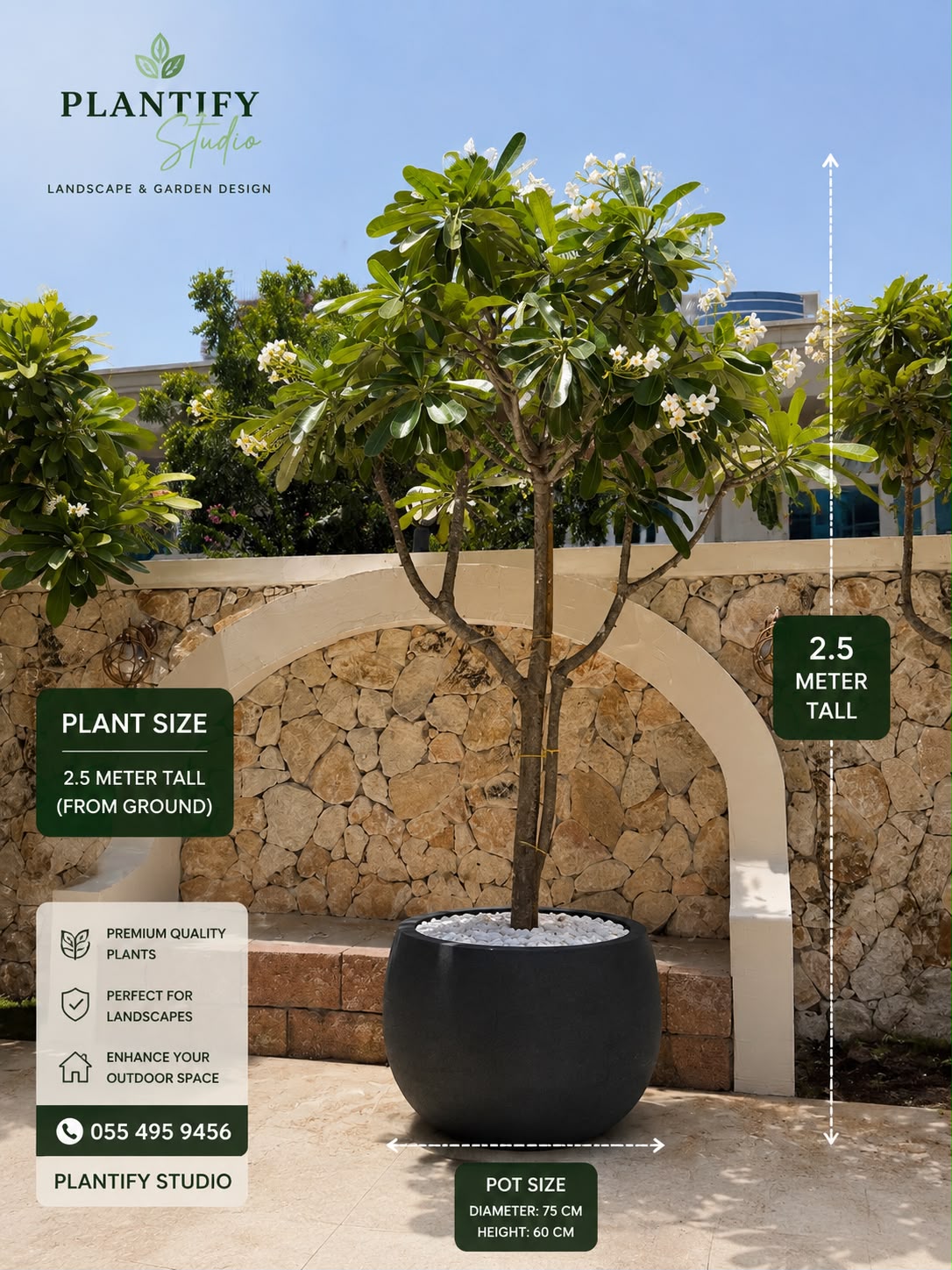 Buy Plumeria Tree [Frangipani] with pot Online UAE|Premium Flowering Tree | Plantify Studio