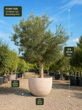 Premium Olive Tree 2.5m | Outdoor Olive Tree UAE | Plantify Studio