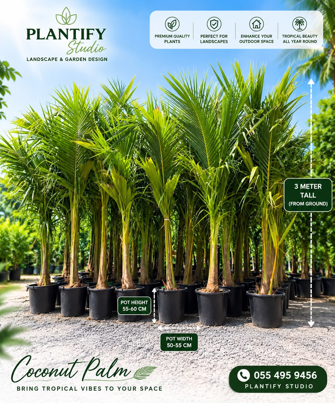 A promotional outdoor photo of multiple young coconut palm trees in black nursery pots, with size callouts showing 3 meters tall from ground, 55-60 cm pot height, and 50-30 cm pot width. Branding for Plantify Studio appears at the top and bottom on a blue sky background.
