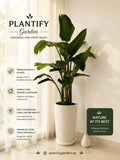 A potted green plant in a white cylindrical pot displayed in a bright indoor setting with text overlays for 'Plantify Garden'. The image features a warm beige background with soft window light, a small white vase, and promotional text highlighting the benefits of premium quality plants.